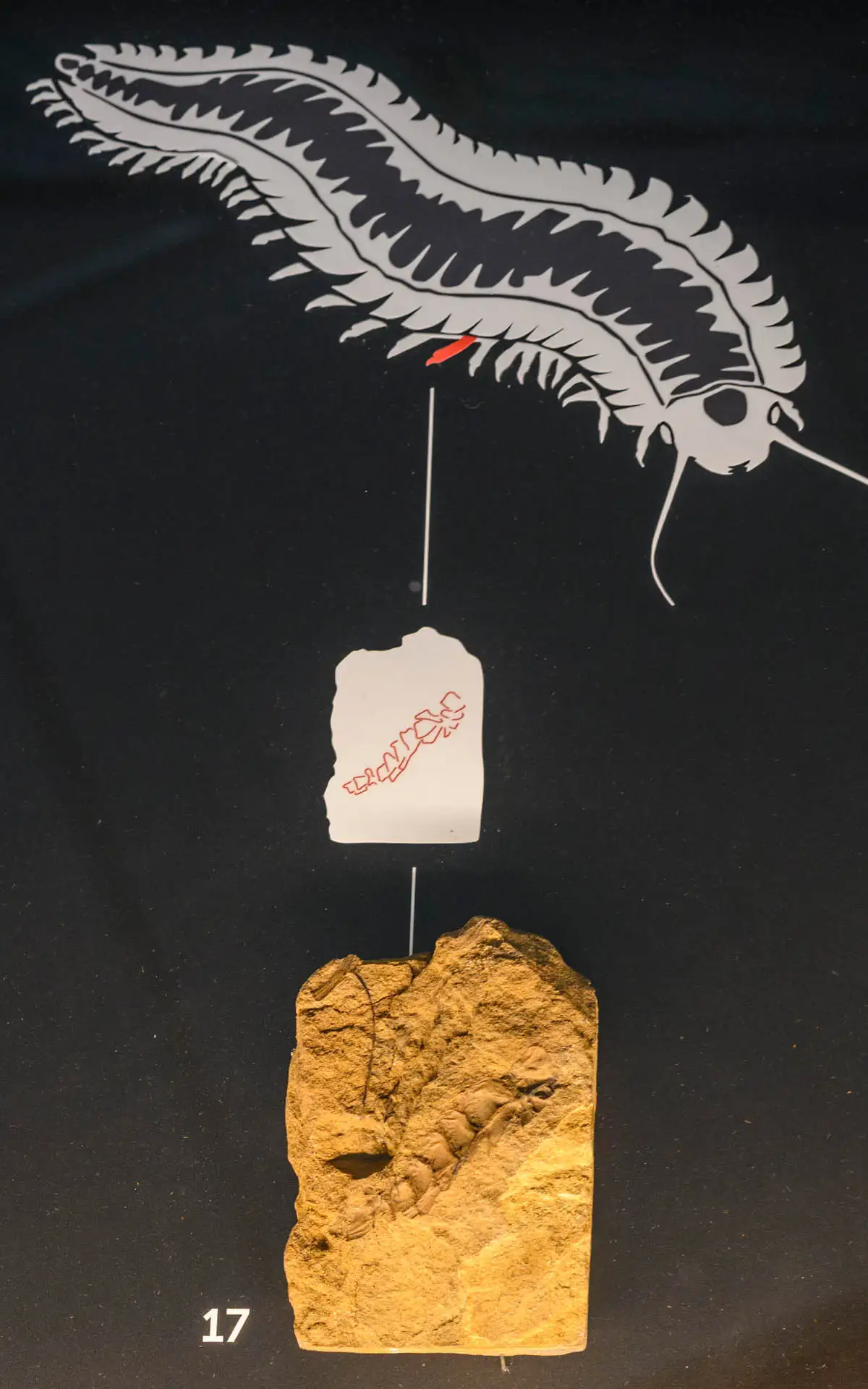 Fossil eines mehrgliedrigen Gliedertiers mit Zeichnung