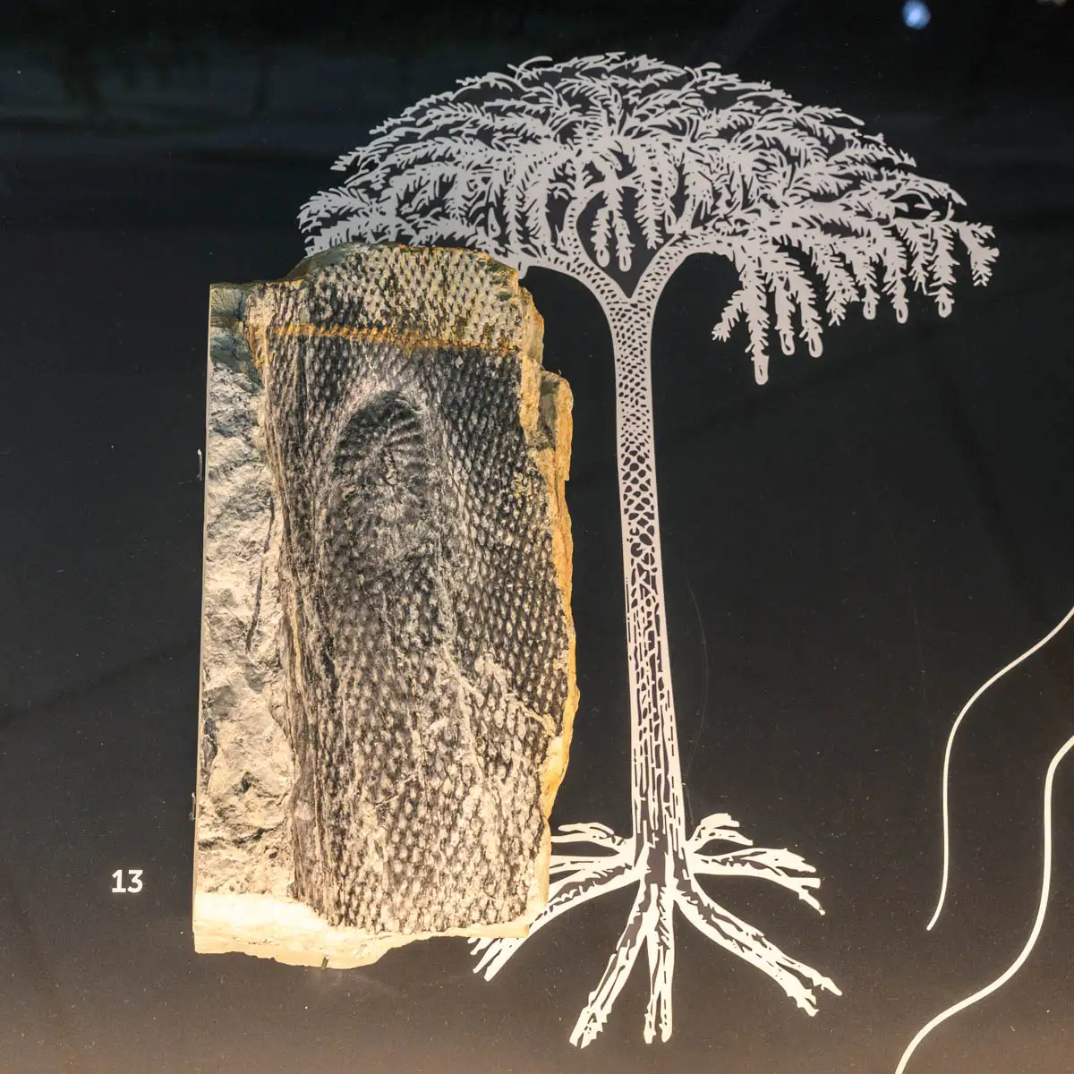 Fossil einer Pflanze vor grafischem Baum