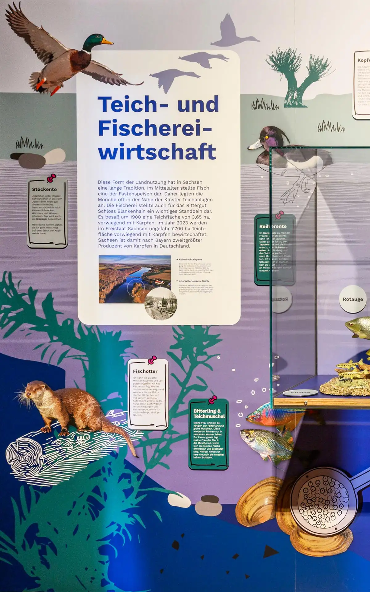 Wand 'Teich- und Fischereiwirtschaft' mit Enten, Fischotter und Texttafel, Glasvitrine rechts
