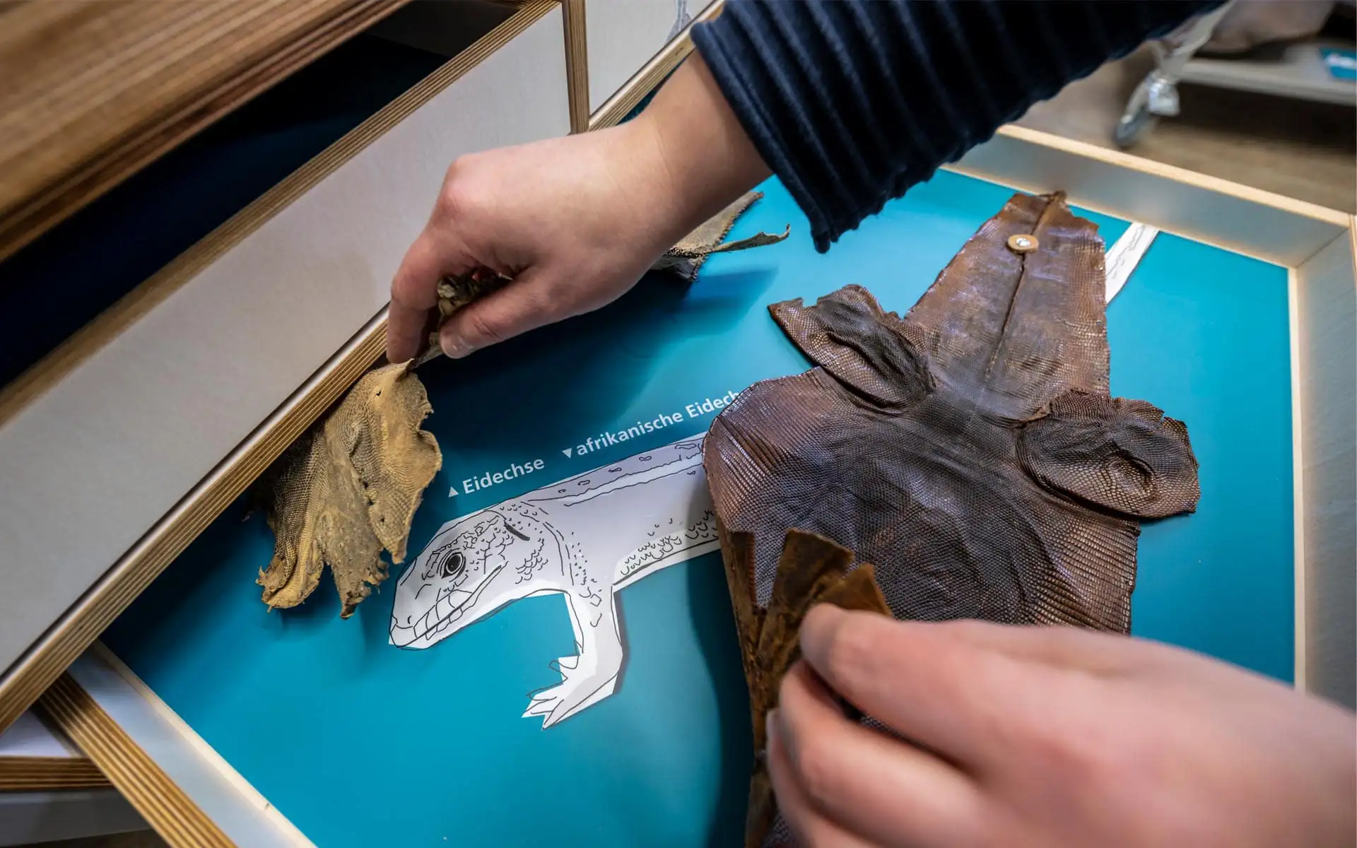 Hands-on-Schublade: Besucher tastet verschiedene Reptilienhäute