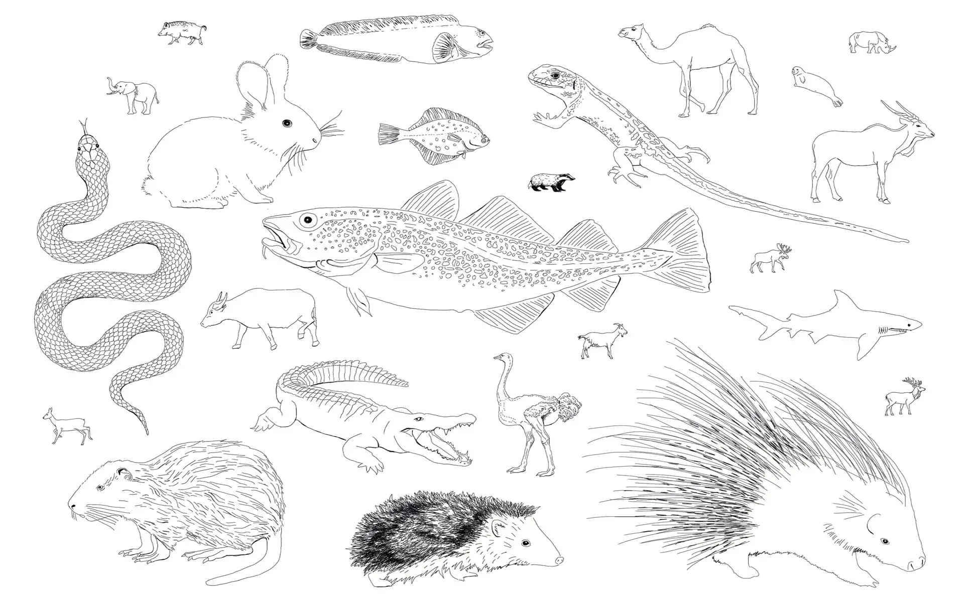 Historische Grafikszene zum Mythos der Stadtgründung Dohna.