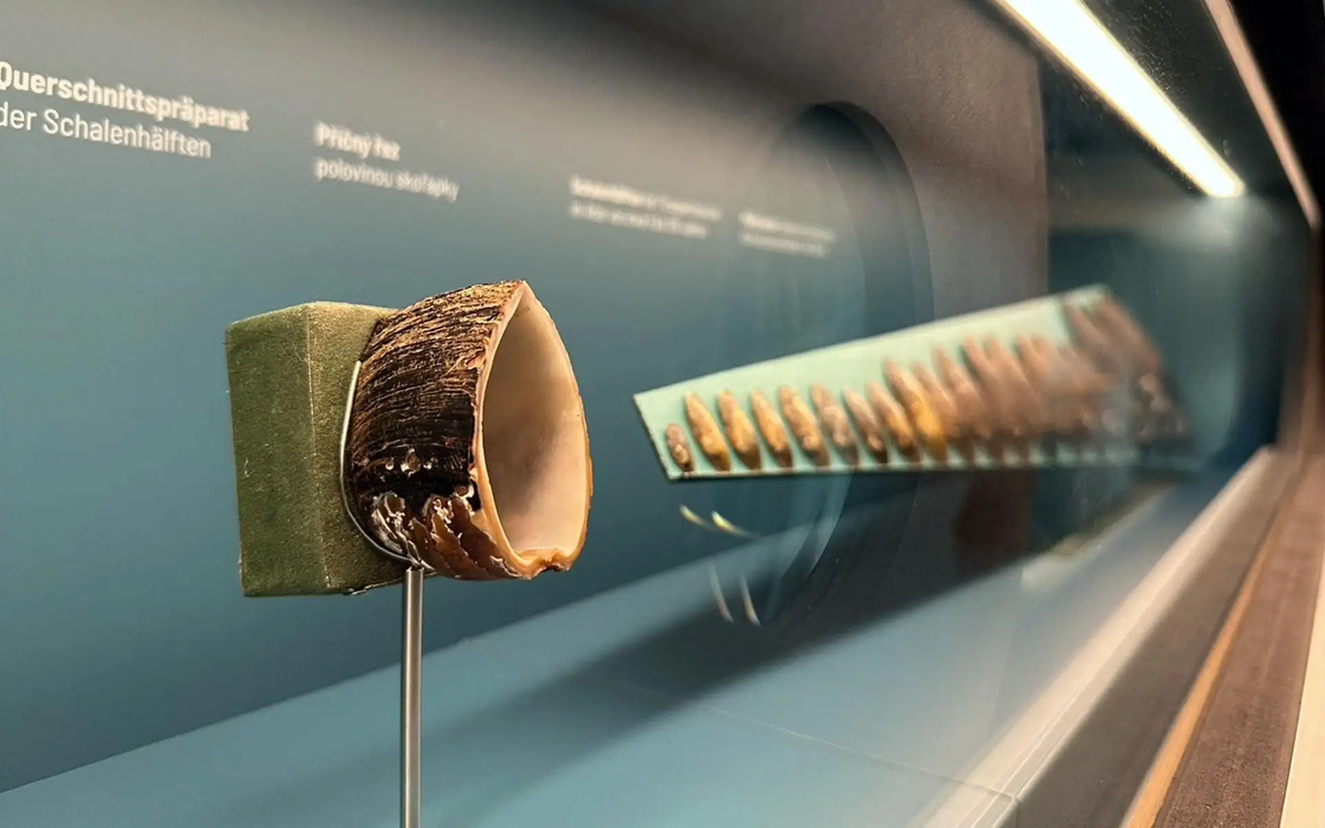Querschnitt einer Flussperlmuschel als Ausstellungspräparat, seitlich beleuchtet in einer Vitrine mit erklärenden Wandtexten.