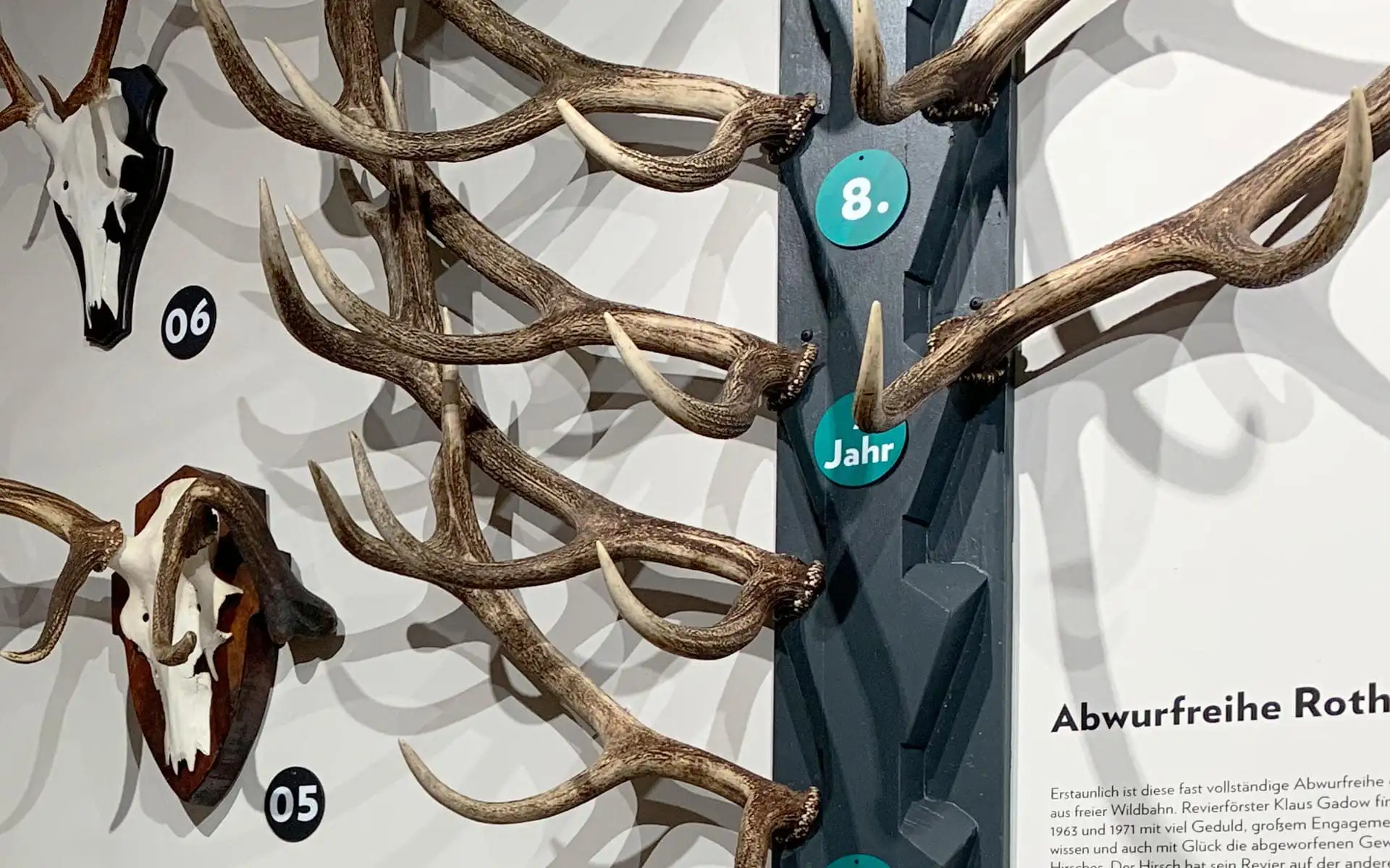 Sammlung von Hirschgeweihen mit Alters- und Jahreskennzeichnungen an einer Wandtafel.