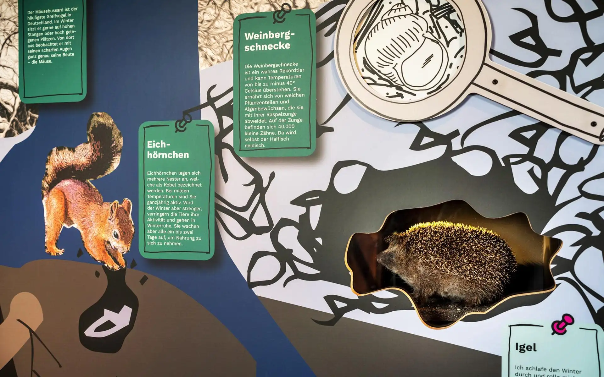 Igelpräparat in einer interaktiven Ausstellung mit erklärenden Grafiken.