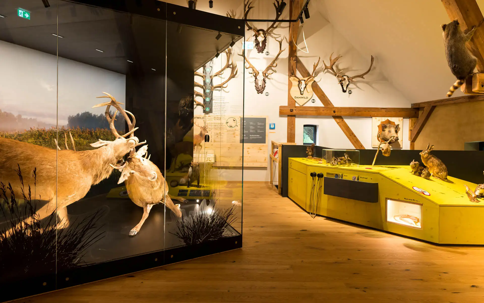 Museumsraum mit großem Tierpräparat in einer Glasvitrine, beleuchteten Exponaten und didaktisch gestalteter Ausstellungsszene.